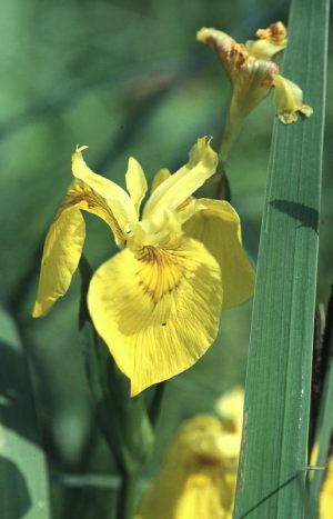 Sumpfschwertlilienblüte