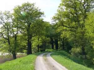 Eichenallee nach Wehningen